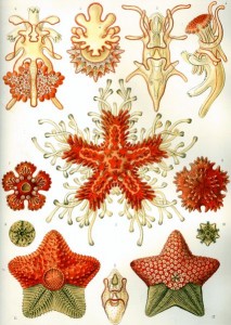 425px-haeckel_asteridea