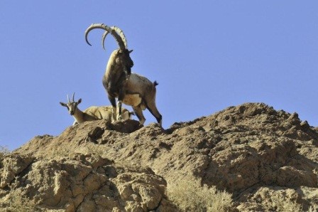 پارک ملی گلستان