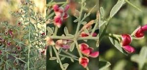 خارشتر ایرانی