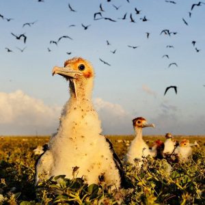 جزایر‬ حفاظت‌شده‌ی فینیکس