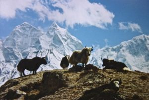 Sagarmatha National Park