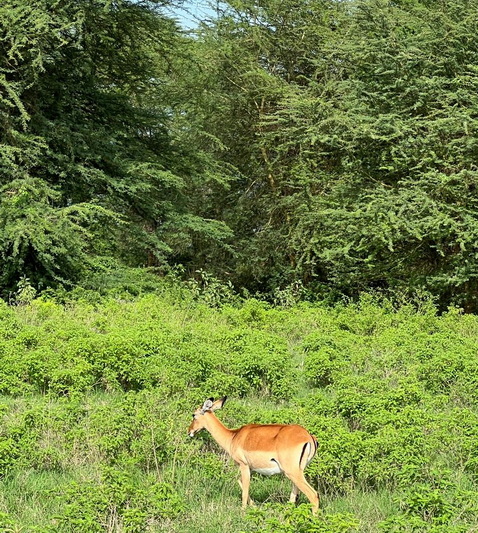 Kenya, Afshin Iranpour